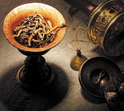 cordyceps