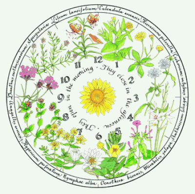 alternativa_ljekovito_bilje